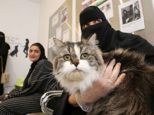 Saudi pets