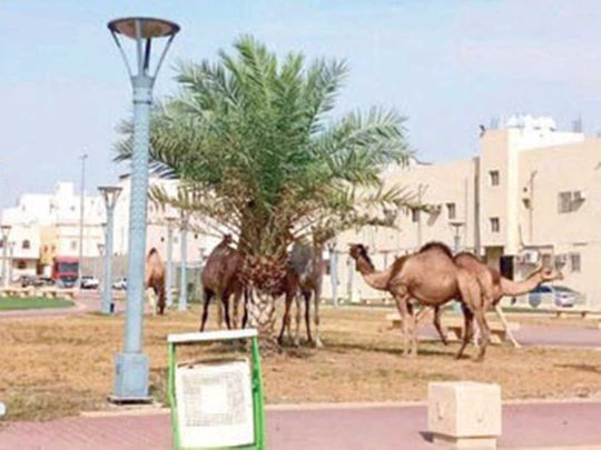 Saudi camels