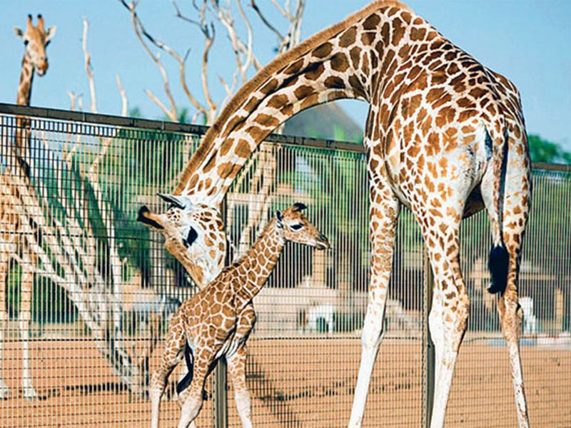 Giraffe, Al Ain Zoo