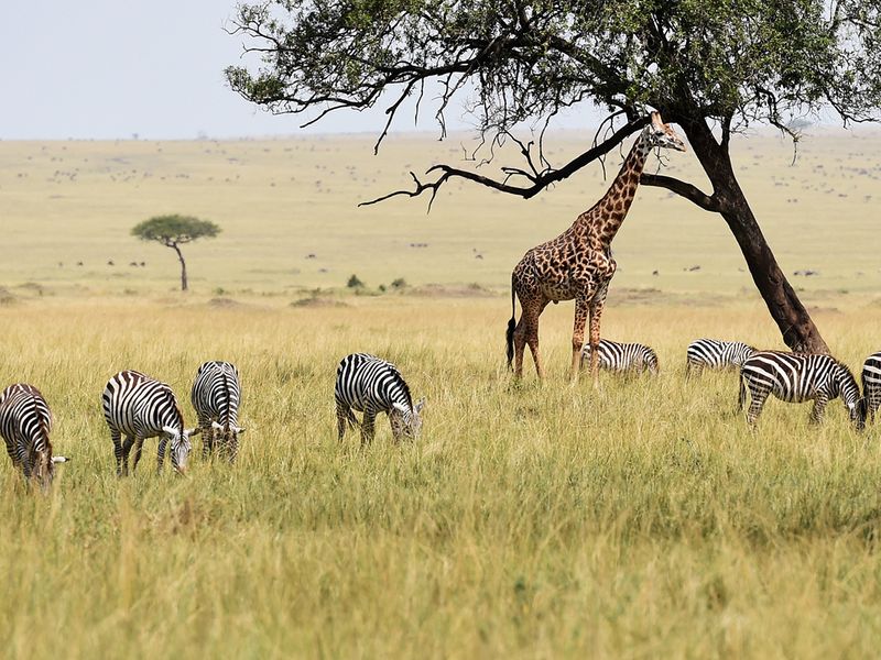 KENYA WILDLIFE