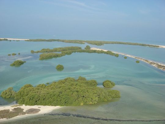 EAD MANGROVES 1-1693905175518