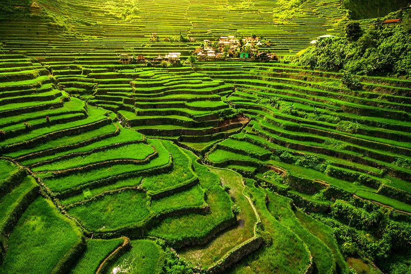 Banaue Rice Terraces 