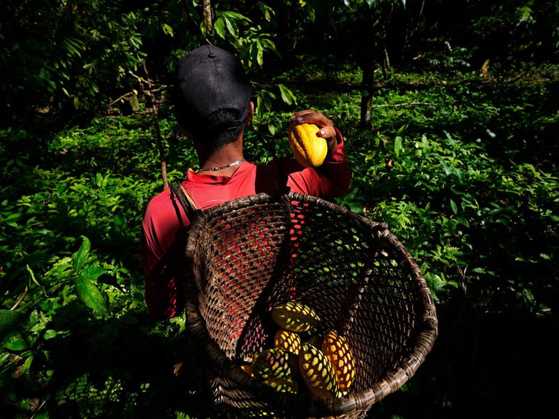 COCOA DEMAND 