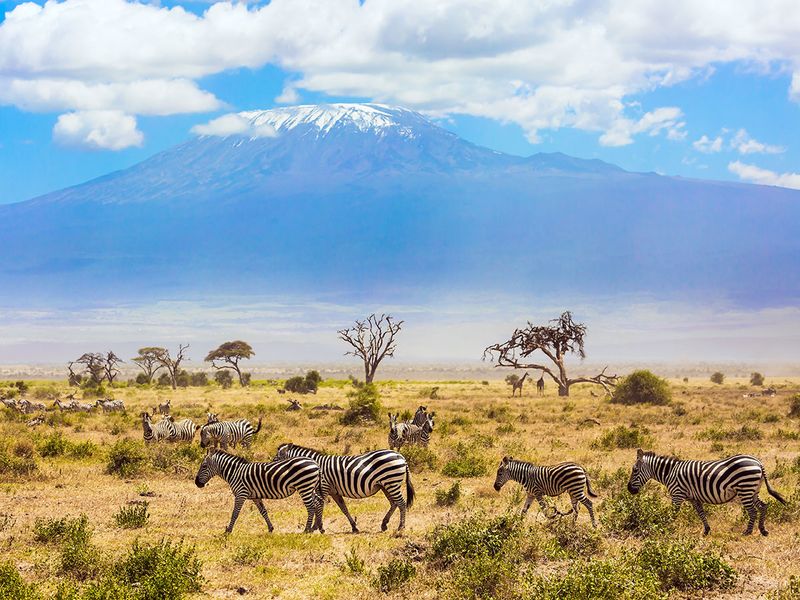 STOCK Amboseli, Kenya