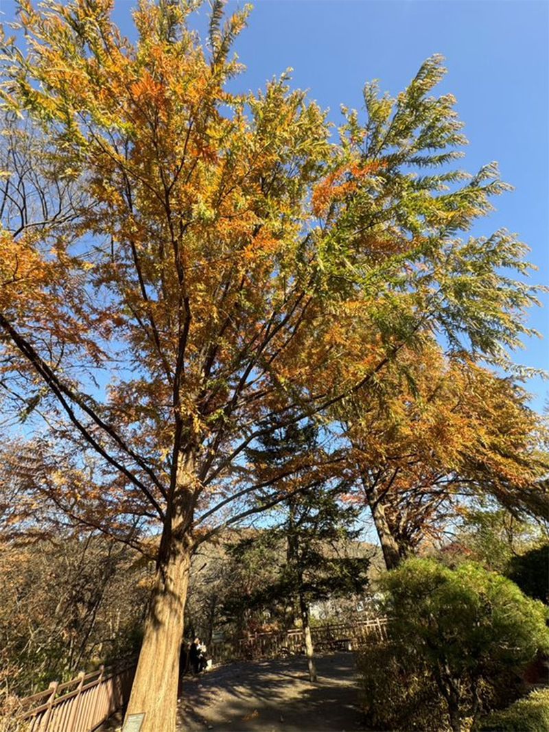 According to the Korea Forest Service (KFS), the country's forest growth rate jumped from 50 cubic meters per hectare in 1990 to 148 in 2015, an increase of 196 per cent, making Korea the only country in the world to have accomplished reforestation in such a short period after going through a war.