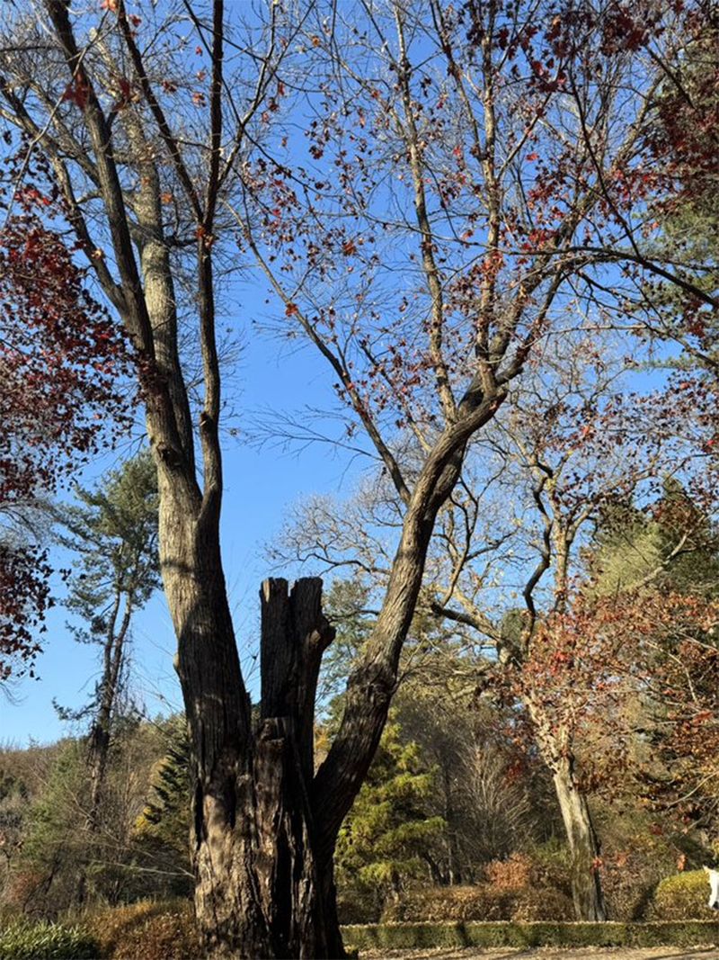 The forest also houses some of the tallest, oldest, and strongest trees in the country, including a cinnamon tree that is over 100 years old. People call it the mother of all cinnamon trees in South Korea.