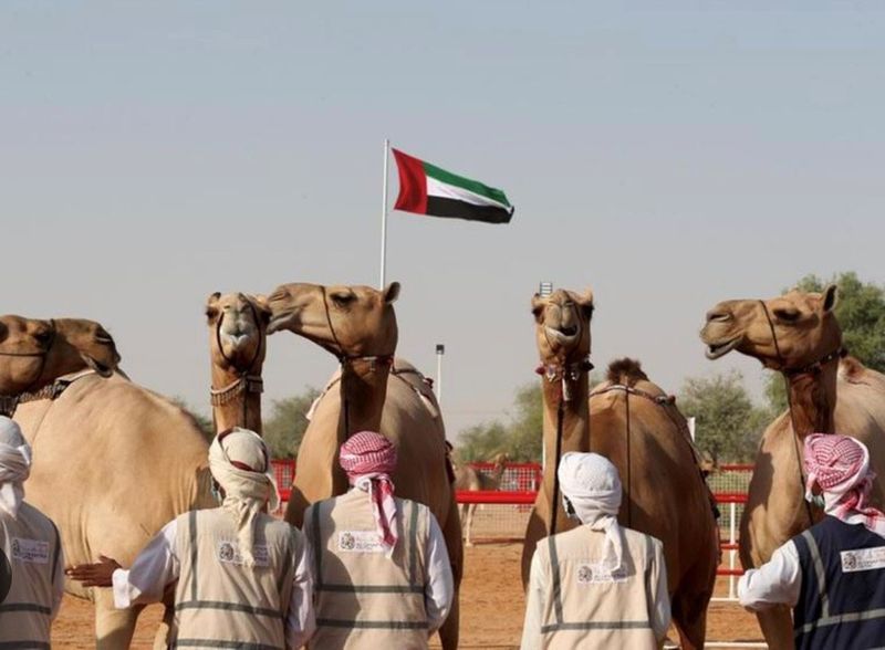 Camel beauty festival 63-1703574427261