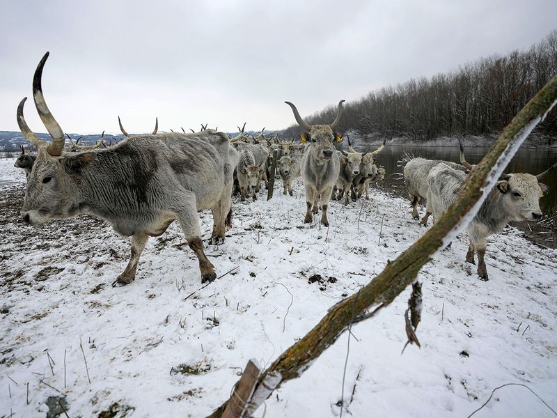 Serbia_Stranded_Animals_41075--dff4e