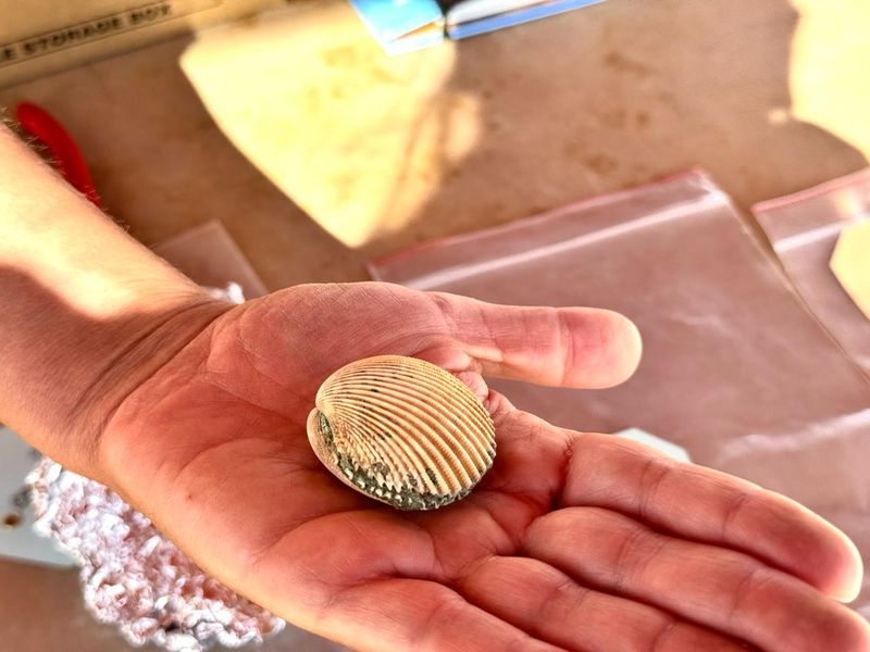 Iron age era cosmetic case in Hili Al Ain