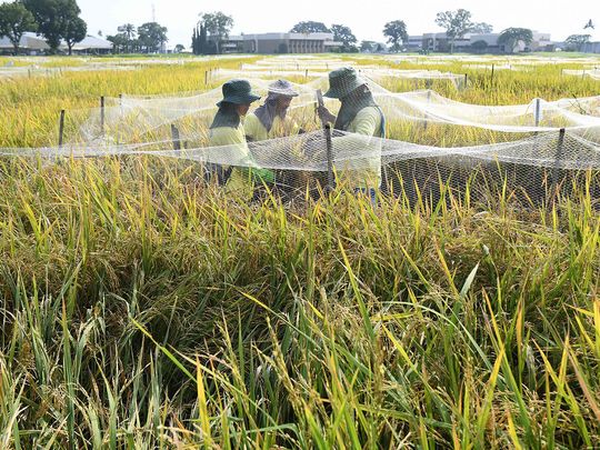 20240425 rice varieties