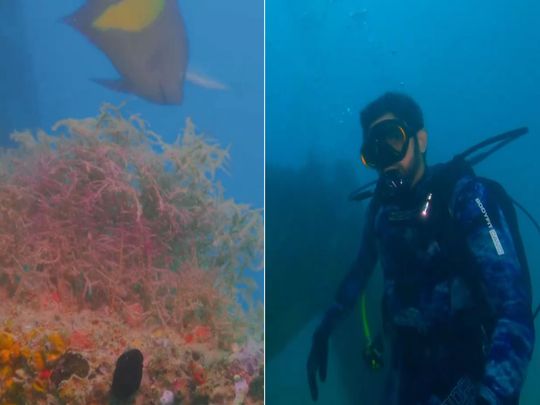 Sheikh Hamdan inaugurates the Dubai Reef.